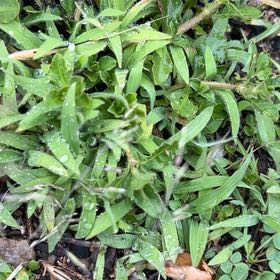 Photo of the plant species Shepherd's Purse by @RichlyLemon37 named Orlando Bloom on Greg, the plant care app