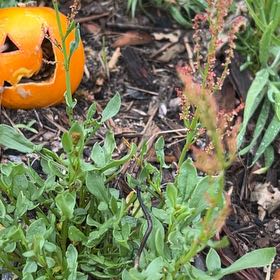 Photo of the plant species Sheep Sorrel by @RichlyLemon37 named Kobe on Greg, the plant care app