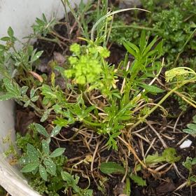 Photo of the plant species Sea Fennel by @RichlyLemon37 named Gomez on Greg, the plant care app
