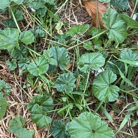 Photo of the plant species Common Mallow by @RichlyLemon37 named Muhammad Ali on Greg, the plant care app
