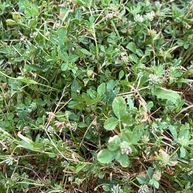 Photo of the plant species Shamrock by @RichlyLemon37 named Curie on Greg, the plant care app