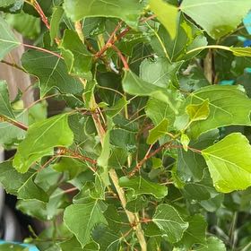 Photo of the plant species Black Poplar by @RichlyLemon37 named Sherlock on Greg, the plant care app