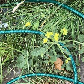 Photo of the plant species Chinese Mustard by @RichlyLemon37 named Lavender on Greg, the plant care app