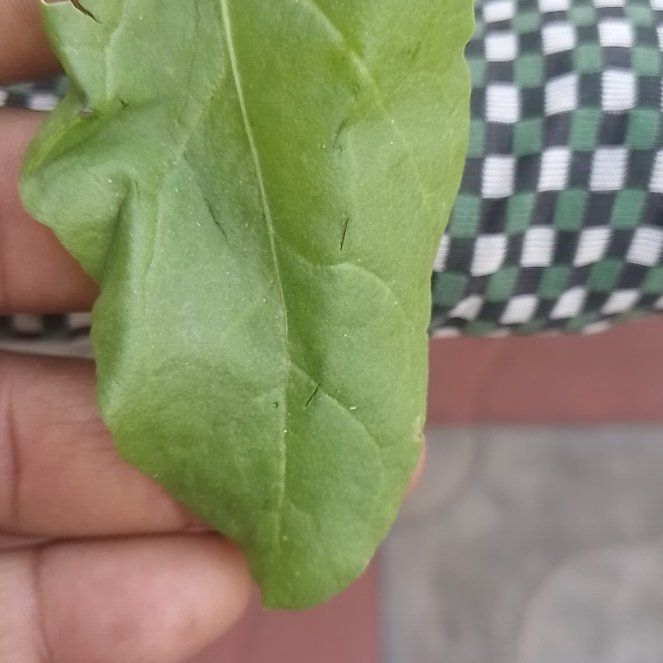 Photo of the plant species Common Sorrel by @HotOakmoss52 named Navajo on Greg, the plant care app