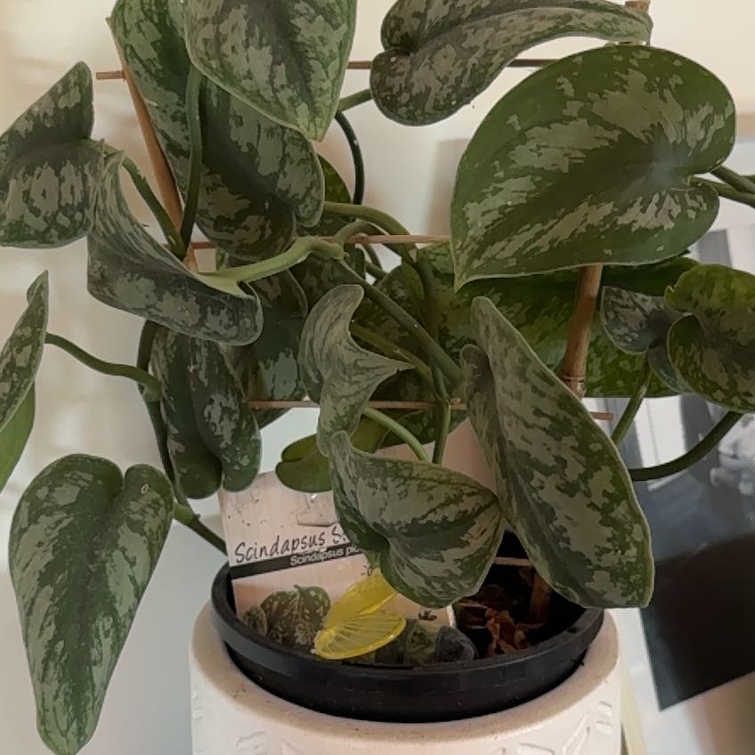 Photo of the plant species Scindapsus pictus 'Silver Hero' by @HotPoindexter48 named Morgan Treeman on Greg, the plant care app