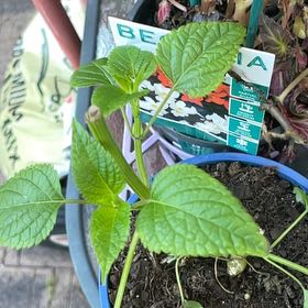 Photo of the plant species Black and Blue Salvia by @TopChojubai10 named Zeus on Greg, the plant care app