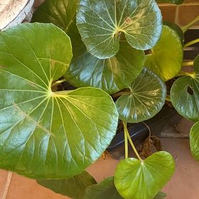 Photo of the plant species Tractor Seat Plant by @TopChojubai10 named Harmony on Greg, the plant care app