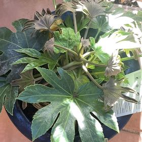 Photo of the plant species Fatsia Japonica Spider Web by @TopChojubai10 named Osmo on Greg, the plant care app