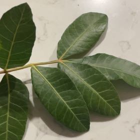 Photo of the plant species Brazilian Peppertree by @TopChojubai10 named Achilles on Greg, the plant care app