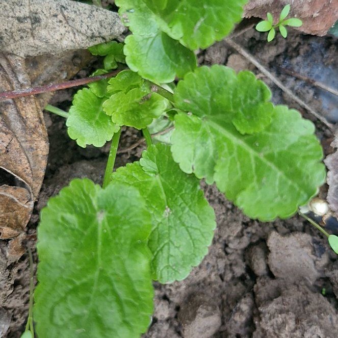 Photo of the plant species Centella by @ClearTutu98 named Planty on Greg, the plant care app