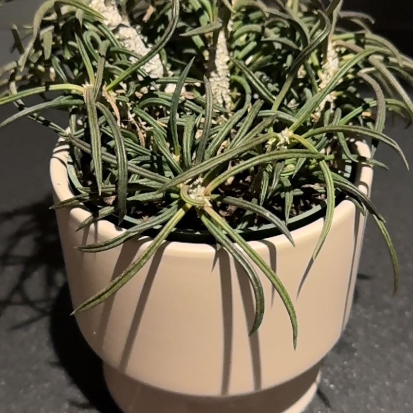 Photo of the plant species Euphorbia cylindrifolia var. tuberifera by @FabMostii5 named Tracy (Chapman) on Greg, the plant care app