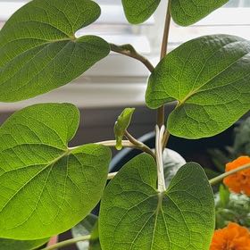 Photo of the plant species Vera Cruz Pepper by @VocalTamarind46 named Leonardo on Greg, the plant care app