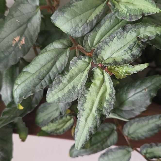 Photo of the plant species Pellionia by @KindGrass16 named Spike Leaves on Greg, the plant care app