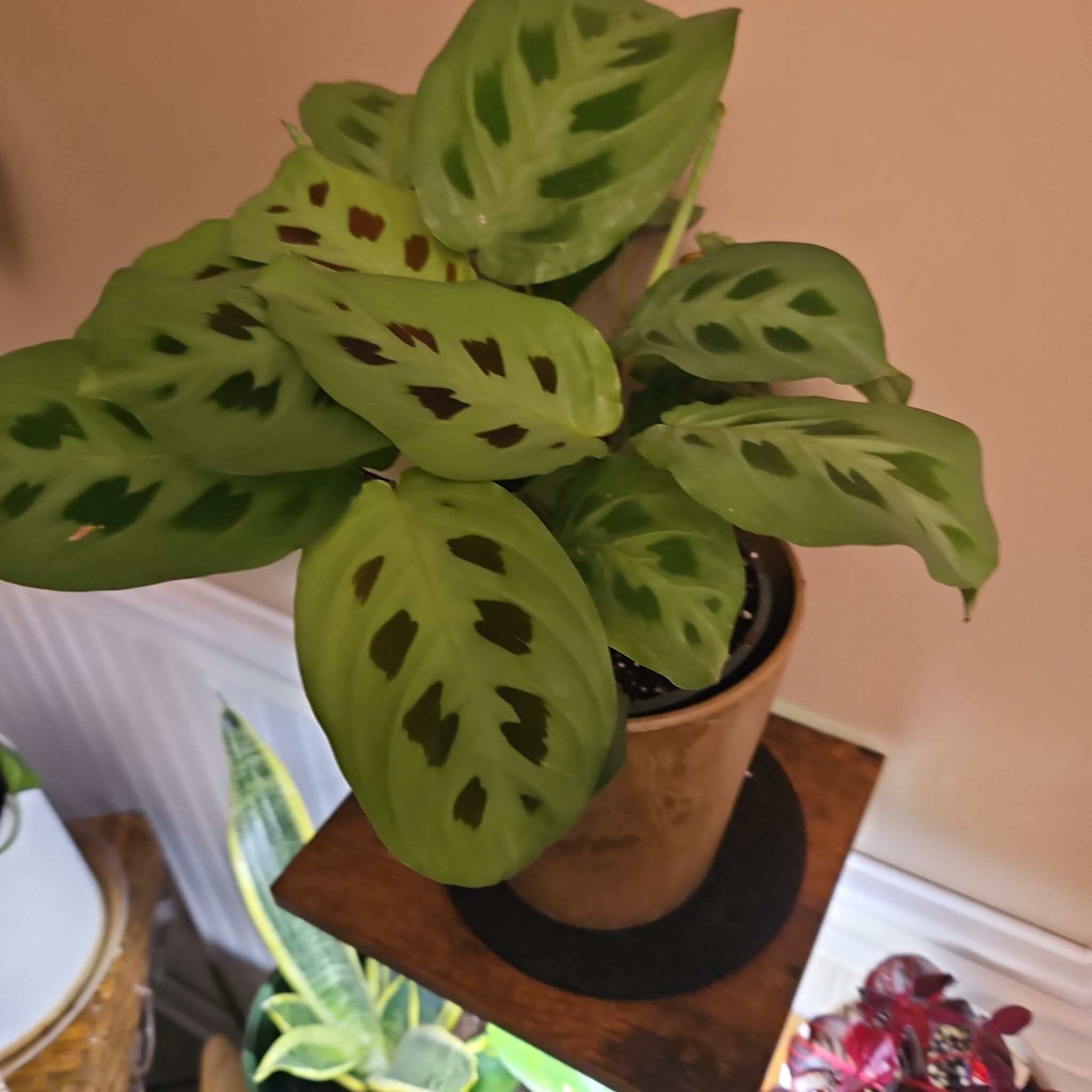 Photo of the plant species Prayer Plant 'Kim' by @lazvas2000 named Diamond on Greg, the plant care app