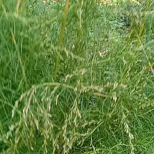 Photo of the plant species Delicate Horsetail by @VipApple94 named Maya on Greg, the plant care app