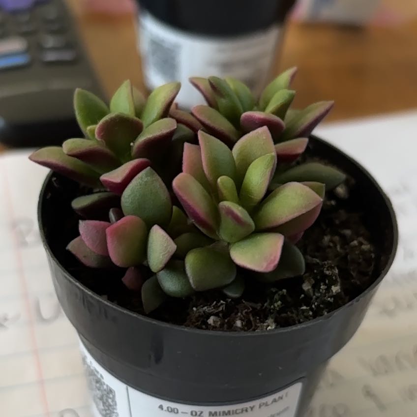 Photo of the plant species Sunrise by @FetchingNeem88 named Sherlock on Greg, the plant care app