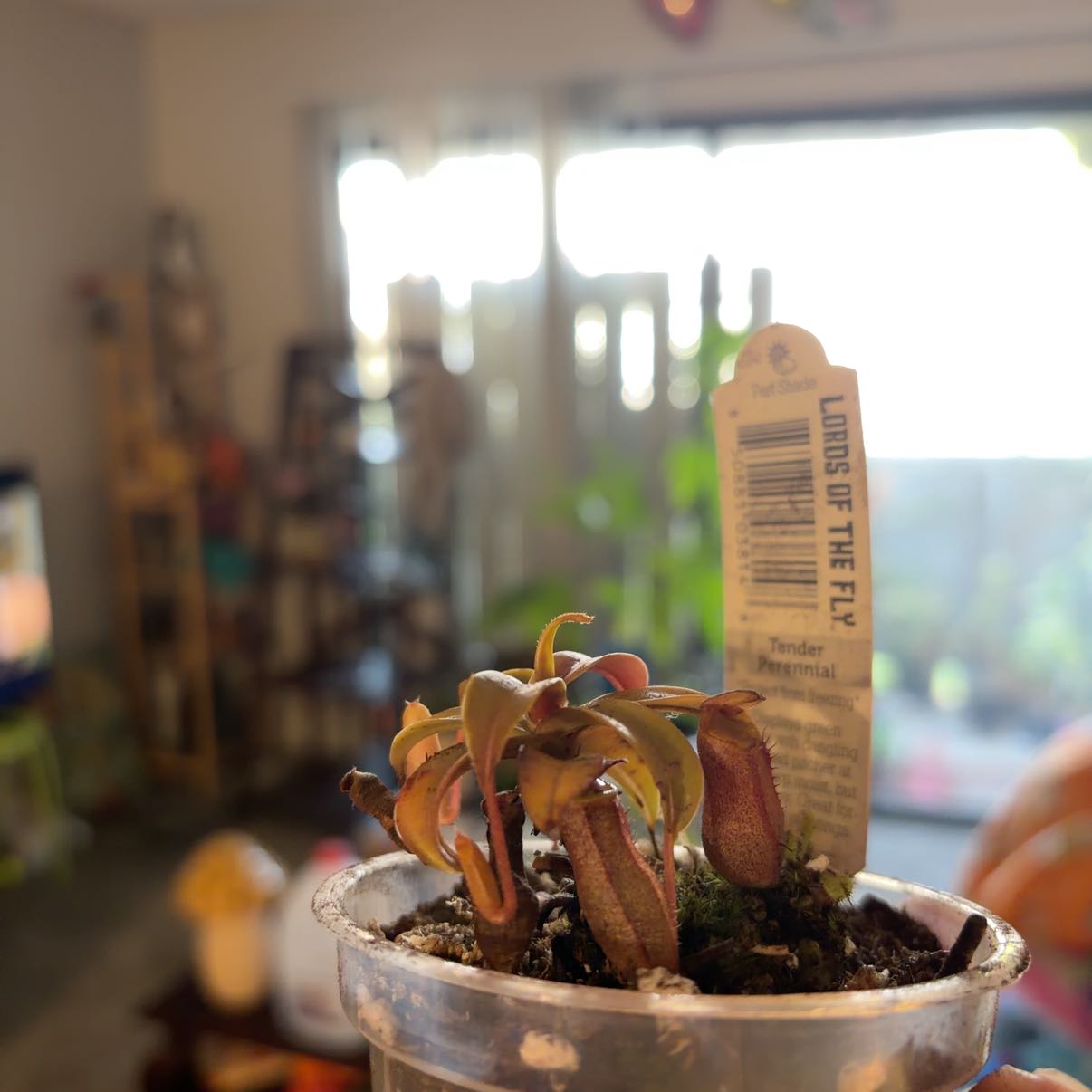 Photo of the plant species Rebecca Soper Pitcher Plant by @plantfairylady named Delilah on Greg, the plant care app