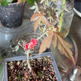Photo of the plant species Smooth Japanese Maple by @plantfairylady named Leaf Erickson on Greg, the plant care app