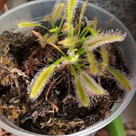 Photo of the plant species Cape Sundew by @plantfairylady named Captain Plant-it on Greg, the plant care app