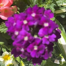 Photo of the plant species Slender Vervain by @AceMingfern17 named James Dean on Greg, the plant care app