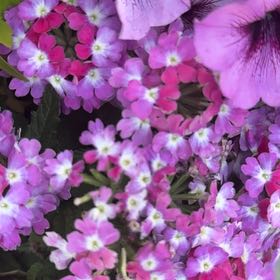 Photo of the plant species Purple Lantana by @AceMingfern17 named Kendall on Greg, the plant care app