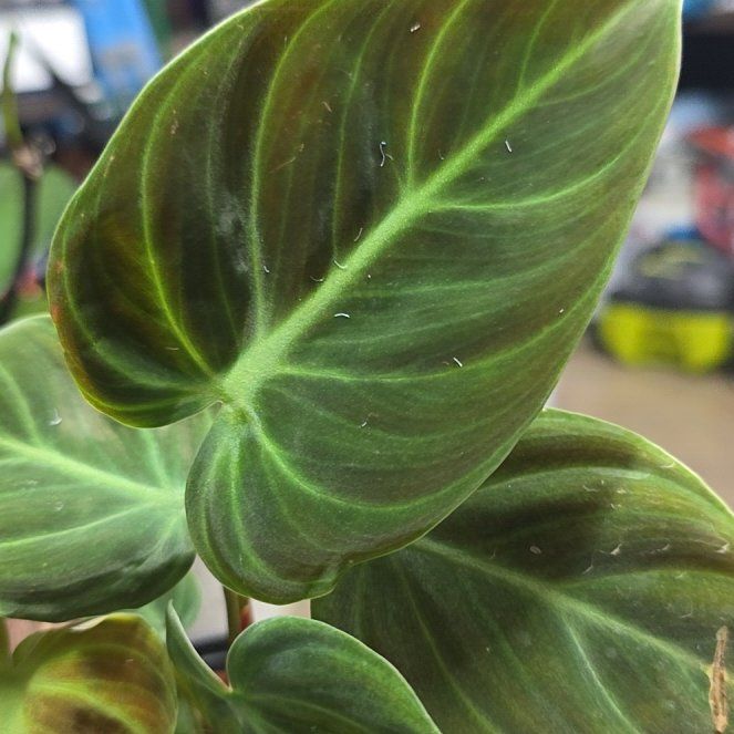 Photo of the plant species Philodendron melanochrysum x verrucosum by @NicCyberPlants named Maya on Greg, the plant care app