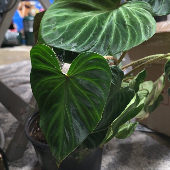 Photo of the plant species Philodendron verrucosum 'Tambillo' by @NicCyberPlants named Lola on Greg, the plant care app