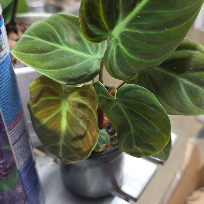 Photo of the plant species Philodendron El Choco Red by @NicCyberPlants named Beckham on Greg, the plant care app