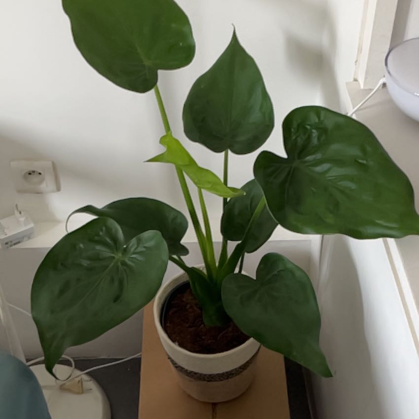 Photo of the plant species Alocasia cucullata 'Mint' by @K1000 named James on Greg, the plant care app