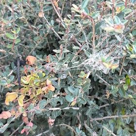 Photo of the plant species Creeping Willow by @WeightyNoni21 named Queen on Greg, the plant care app