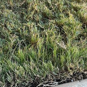 Photo of the plant species Wiregrass by @WeightyNoni21 named Anne on Greg, the plant care app