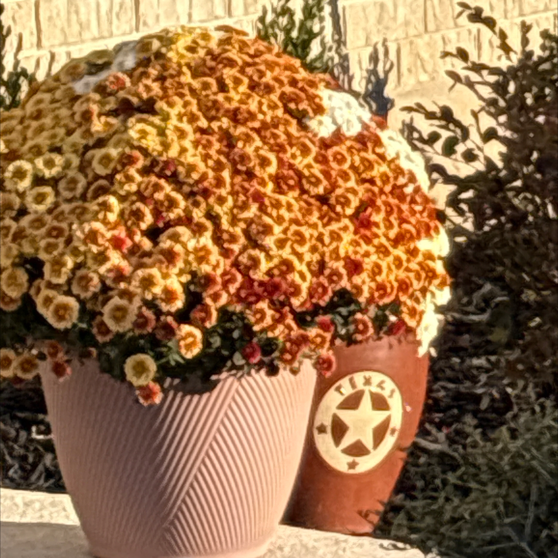 Photo of the plant species Florist's Daisy by @WeightyNoni21 named Clooney on Greg, the plant care app