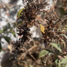 Photo of the plant species Seaside Goldenrod by @VaultingMastic2 named Messi on Greg, the plant care app