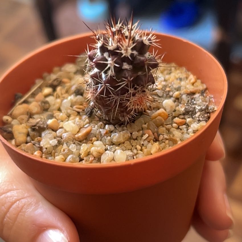 Photo of the plant species Mammillaria polythele 'Nuda' by @AvidAnthemis1 named Magnolia on Greg, the plant care app