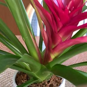 Photo of the plant species King of the Bromeliads by @WillBaldbrome15 named Queen on Greg, the plant care app