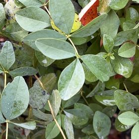 Photo of the plant species Blue Wild Indigo by @SunkissedPomelo named Beckham on Greg, the plant care app