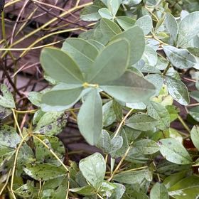 Photo of the plant species Blue Wild Indigo by @SunkissedPomelo named Doja Cat on Greg, the plant care app