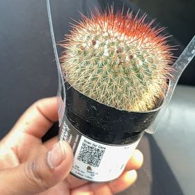 Photo of the plant species Mammillaria spinosissima f. rubrispina by @BigLychee5 named Bruce Lee on Greg, the plant care app
