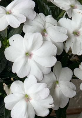 Photo of the plant species SunPatiens by @HotRainbow84 named Harmony on Greg, the plant care app