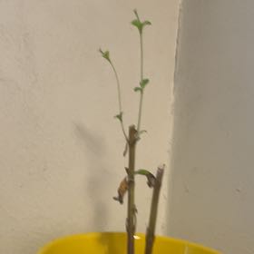 Photo of the plant species Sawtooth Candyleaf by @GivingSuriana54 named Willow on Greg, the plant care app