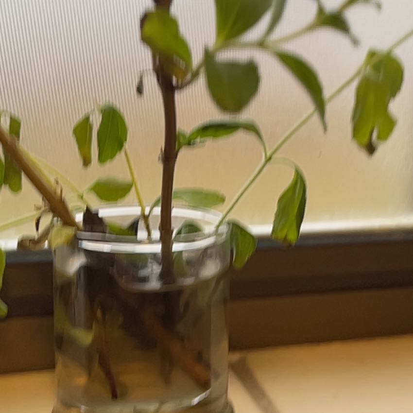 Photo of the plant species Sweetleaf by @GivingSuriana54 named Bruce Lee on Greg, the plant care app