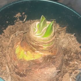 Photo of the plant species Amaryllis 'Striped Stargazer' by @KeyJonquil23 named Star on Greg, the plant care app