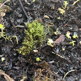 Photo of the plant species Floating Crystalwort by @HardyMexico59 named Einstein on Greg, the plant care app