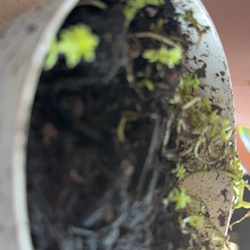 Photo of the plant species Floating Crystalwort by @HardyMexico59 named Aristotle on Greg, the plant care app