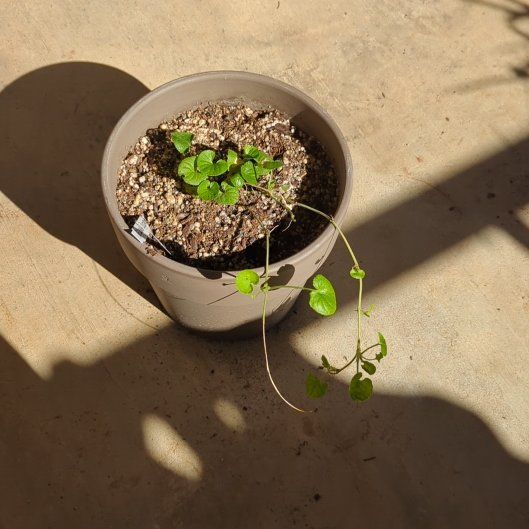 Photo of the plant species Sweet Violet 'Alba' by @HeirKamahi49 named Nemo on Greg, the plant care app