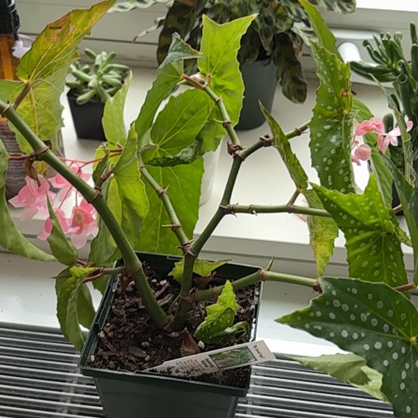 Captain Plant-it