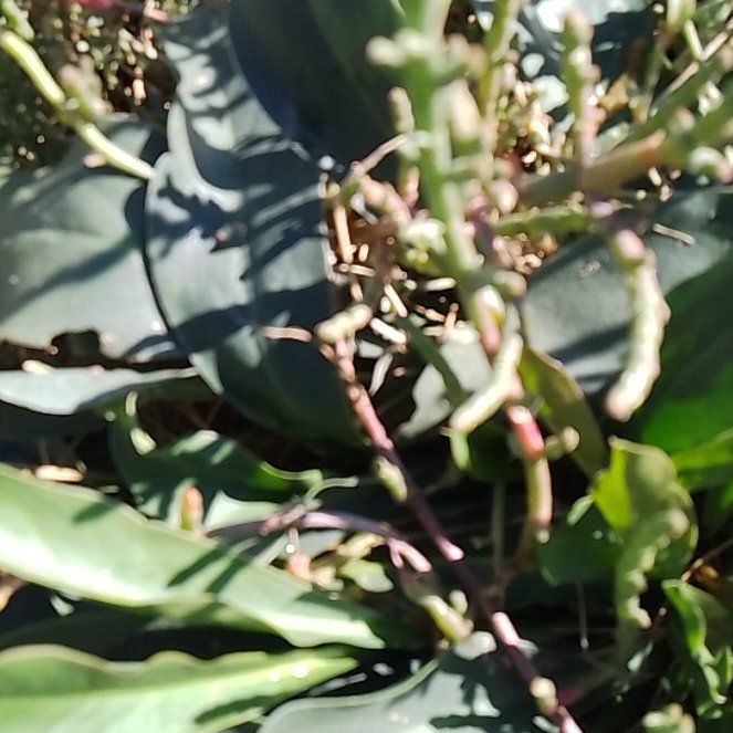 Photo of the plant species Western Marsh Rosemary by @DeftKohleria44 named da Vinci on Greg, the plant care app
