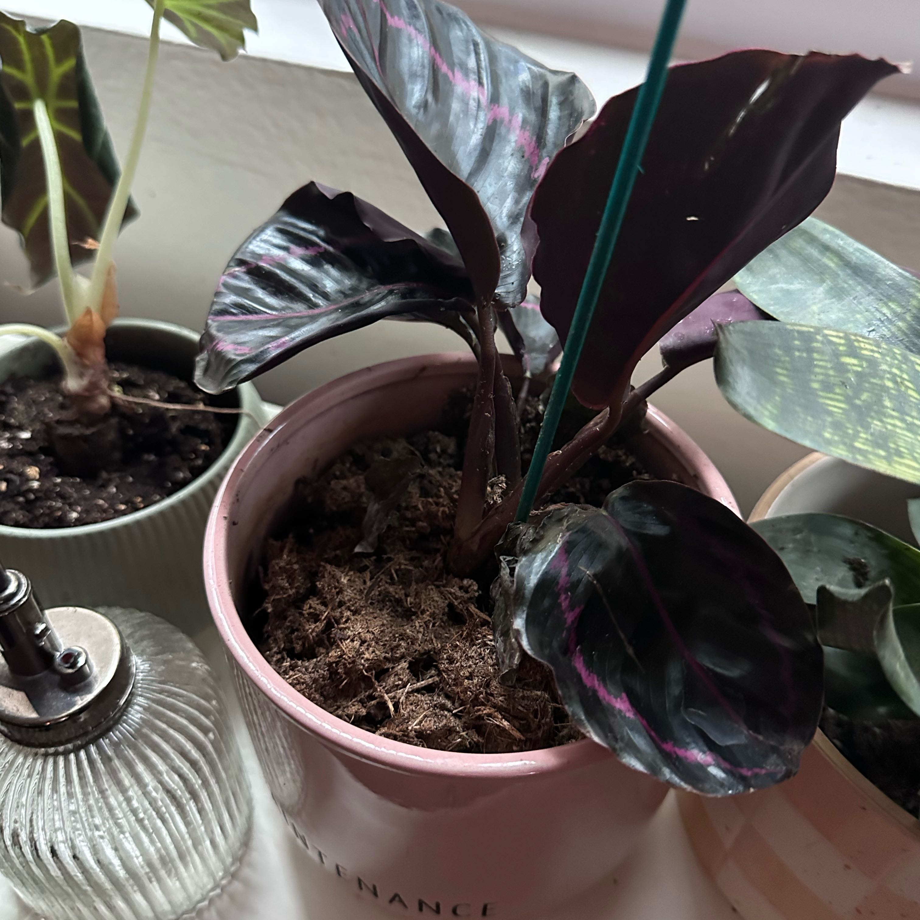 Photo of the plant species Calathea Dottie by @NobleLovage69 named Lola on Greg, the plant care app