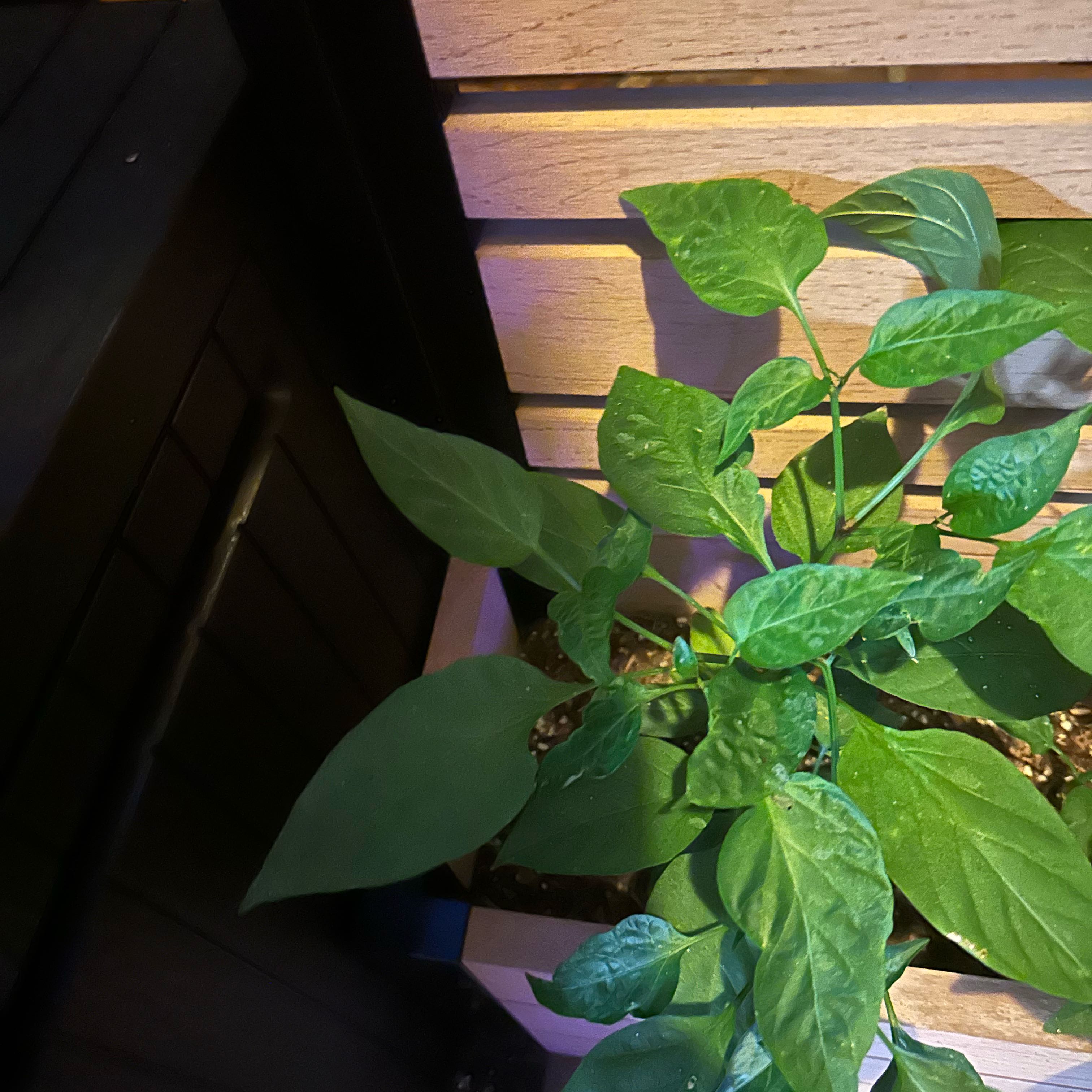 Photo of the plant species Scotch Bonnet Pepper by @NobleLovage69 named Fernie Mac on Greg, the plant care app
