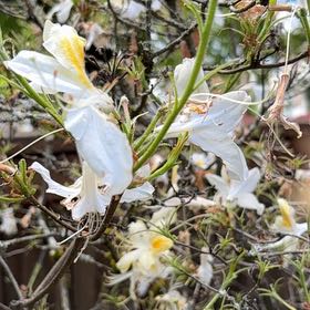 Photo of the plant species Western Azalea by @GemDracopis31 named Mando on Greg, the plant care app